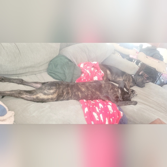 Meet your Posher, Rachael - Picture 2 of 2